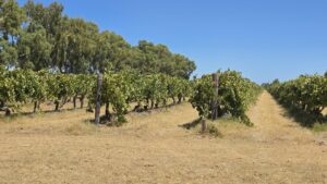 Private Swan Valley Wine & Food Tour from Perth
