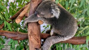 Whiteman Park and Caversham Wildlife Park Day Tour Perth