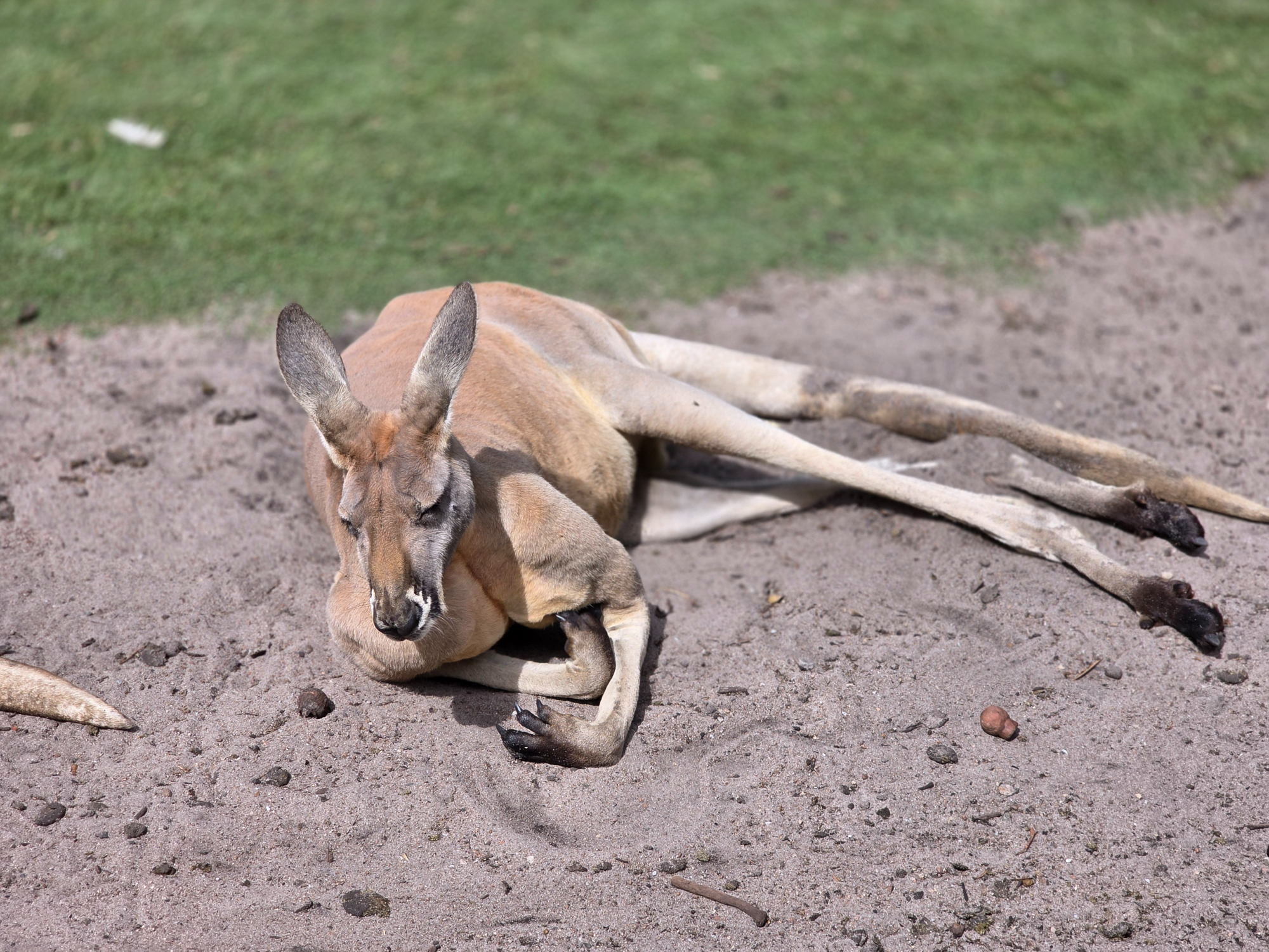 Caversham Wildlife park -big Kangaroo
