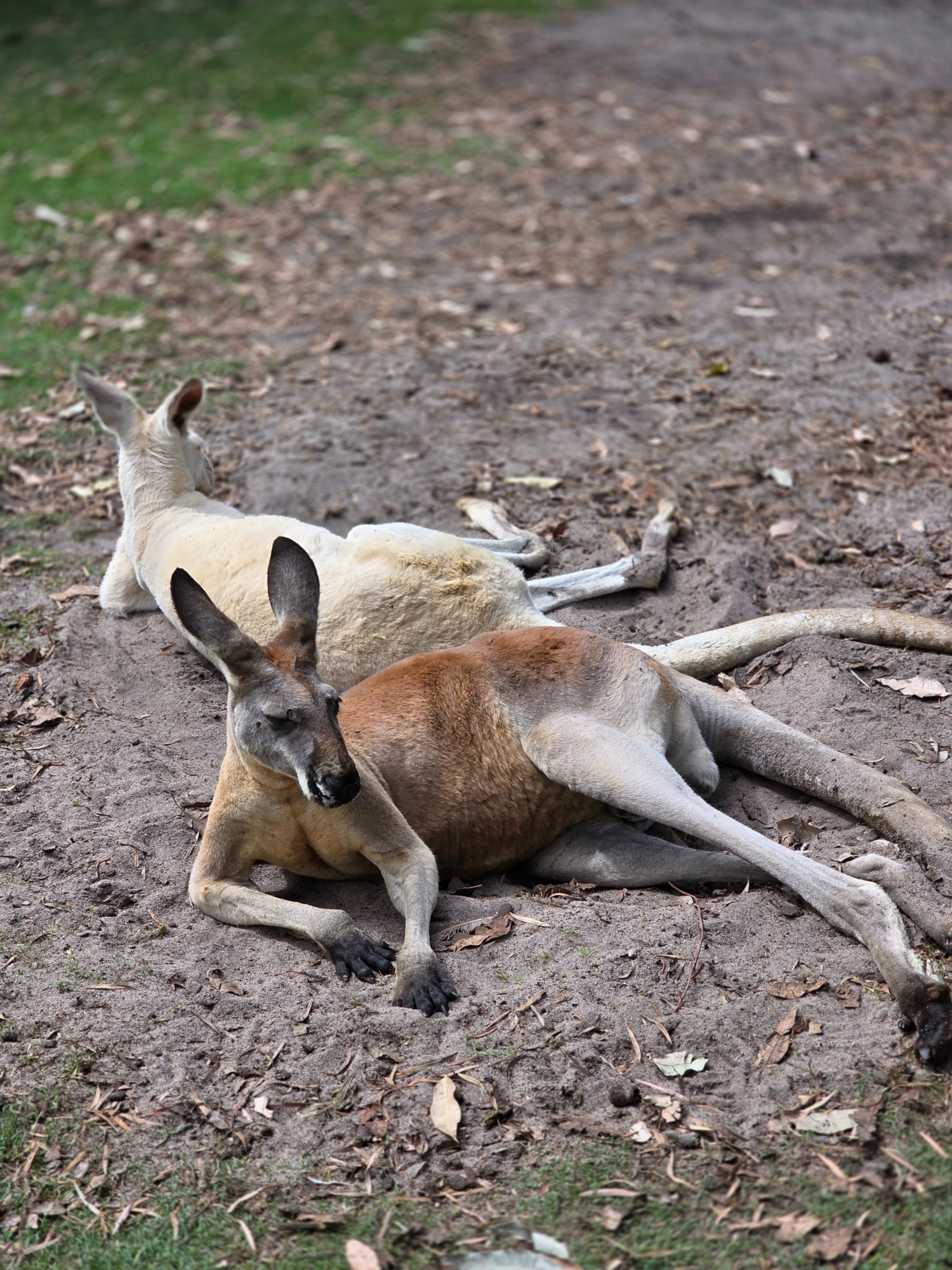 Two big Kangaroos -at Caversham Wildlife park -Whiteman park