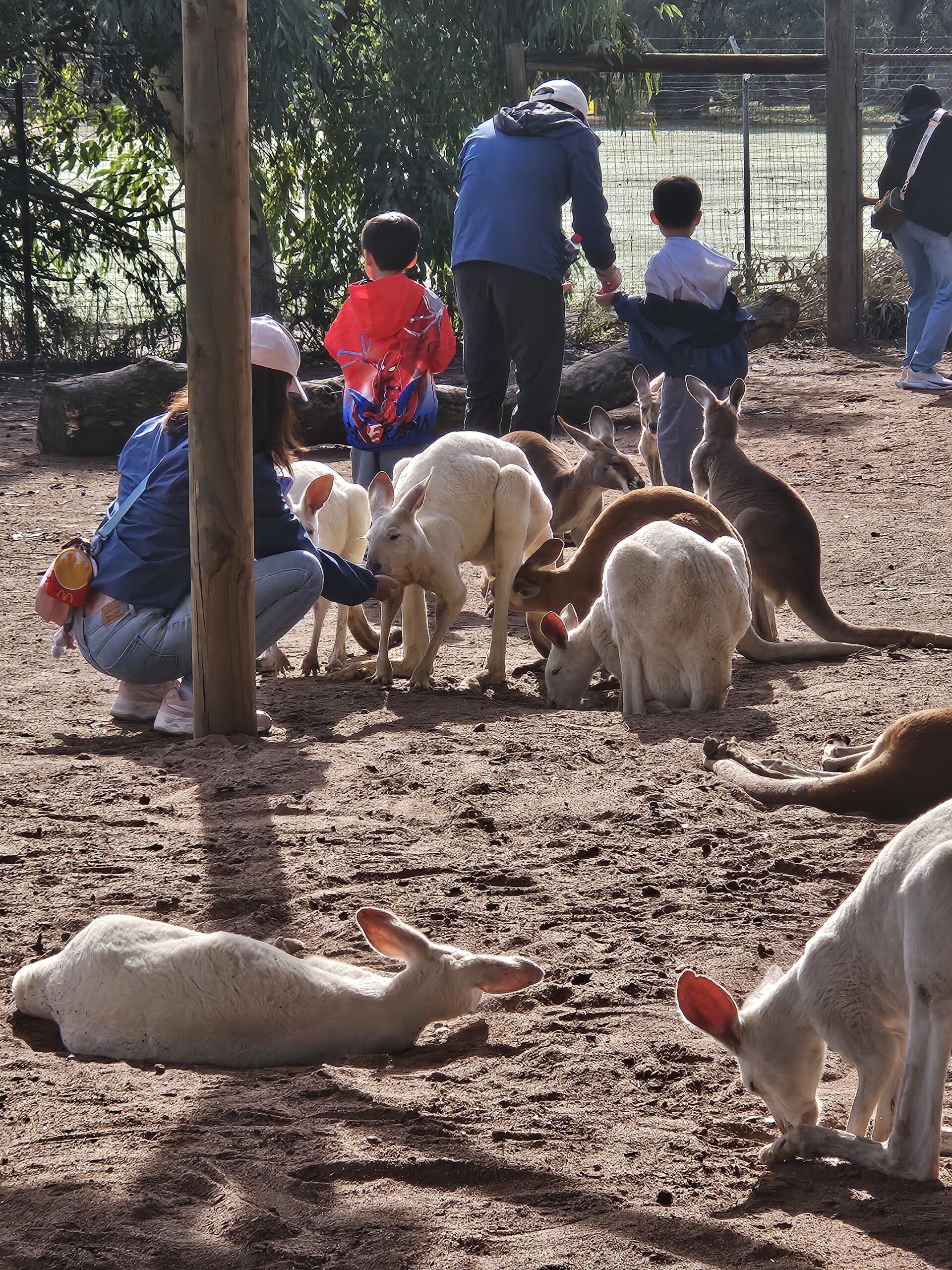 Kangaroo feeding experience at Caversham Wildlife Park Perth a private tour