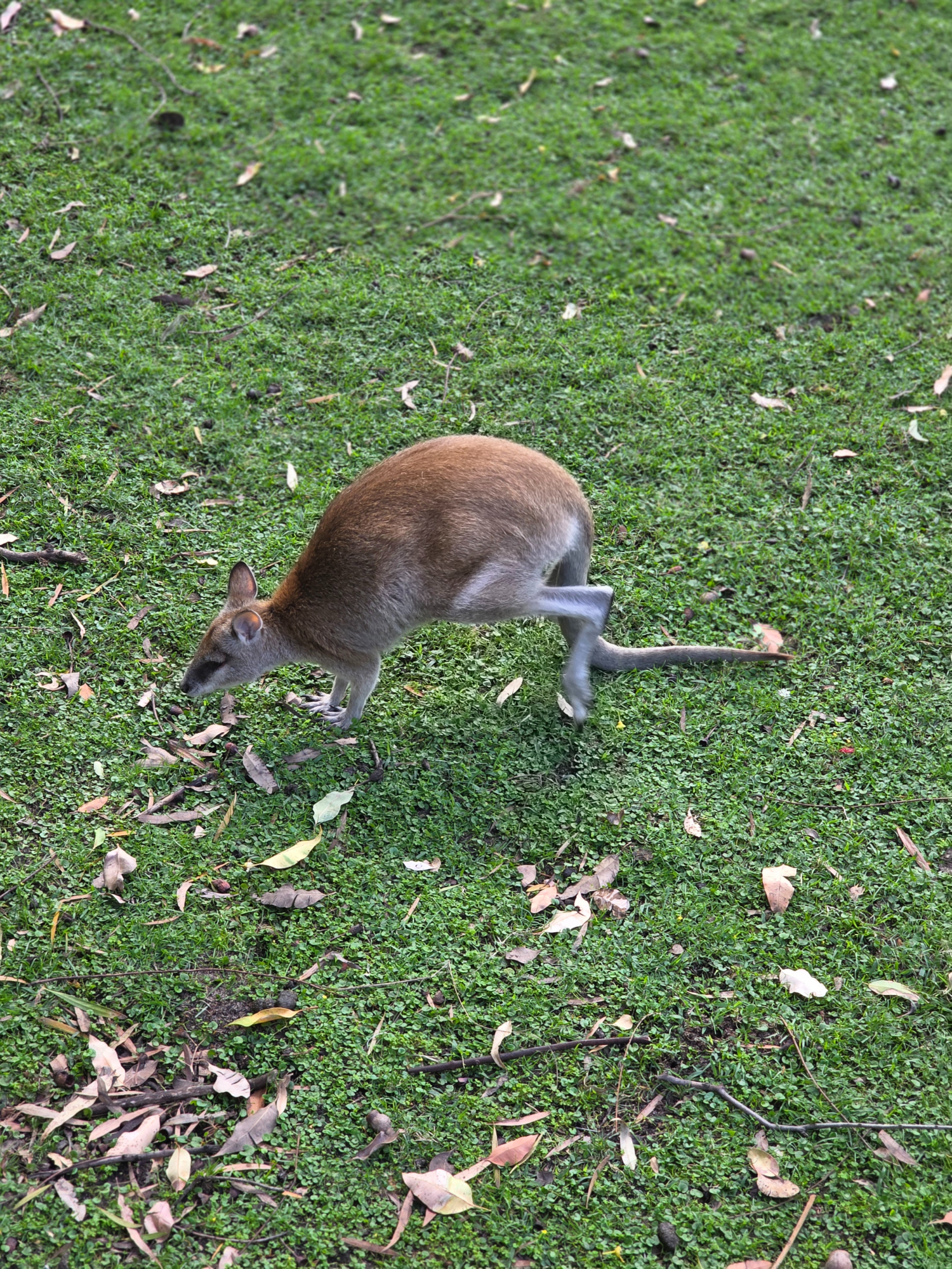 Wallaby at Whiteman Park Perth Western Australia wildlife experience