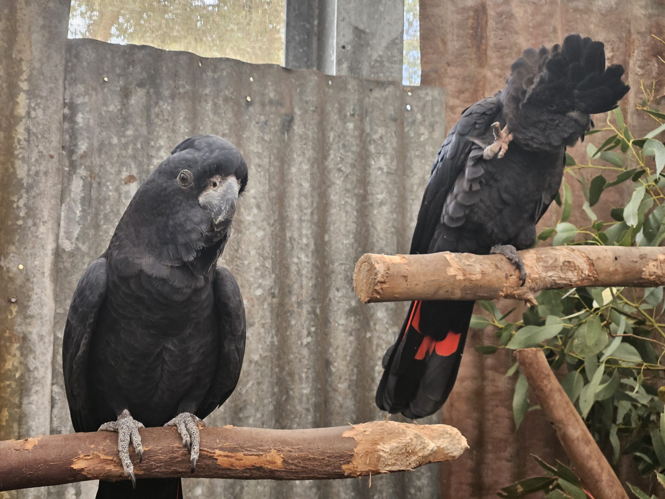 Black cockatoos Caversham Wild life Park Perth
