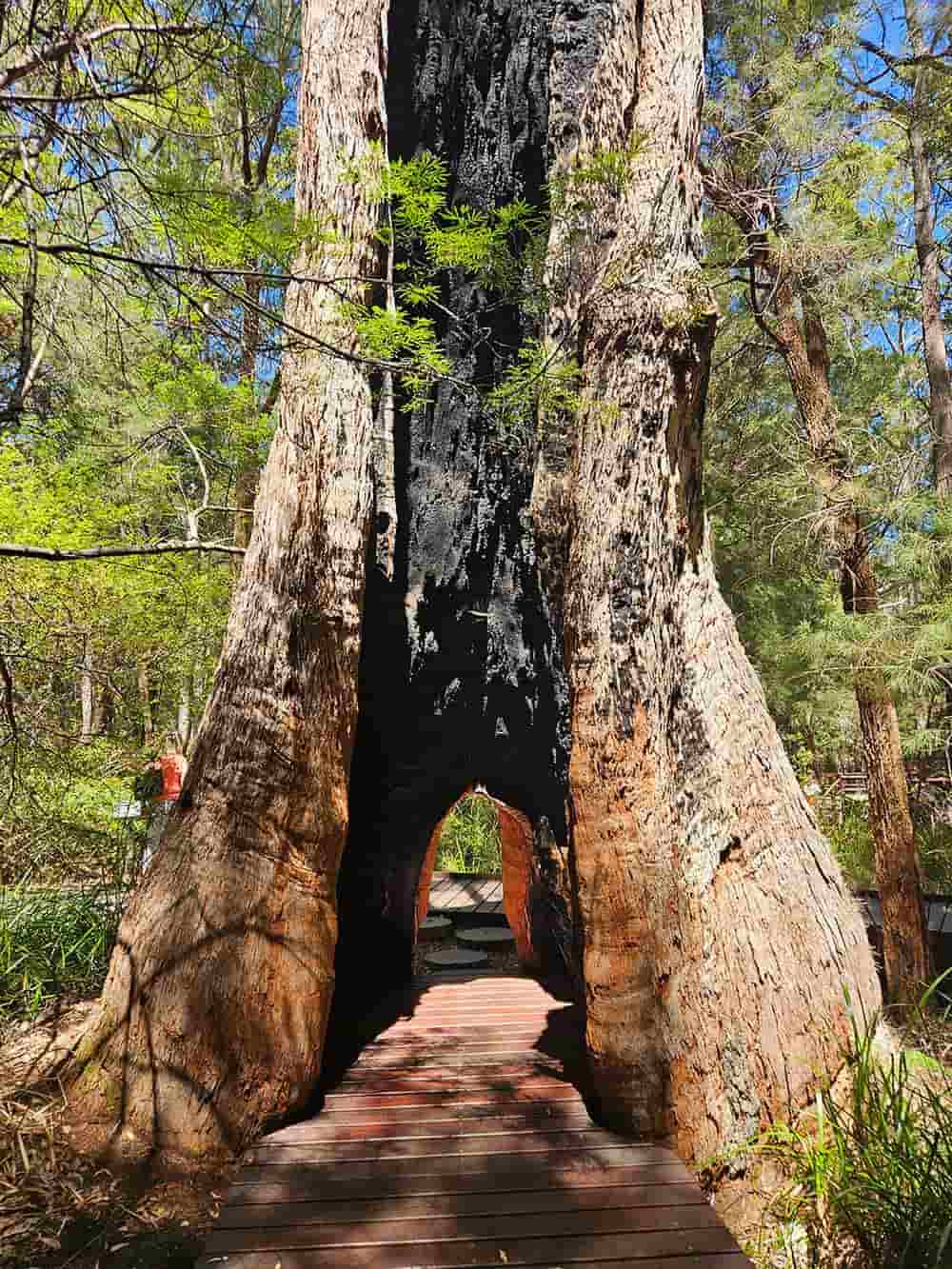 Ngilgi Cave